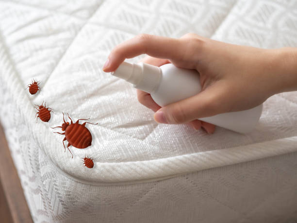 Best Wasp Removal Services  in Wolfe City, TX